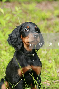 花唄逾期借唄降額(花唄逾期降額多久能恢復(fù)還有機會用嗎)