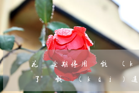 花唄逾期停用還能開(kāi)通嗎(花唄停了還能開(kāi)通嗎)