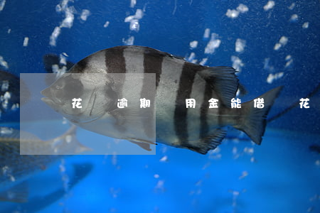 花唄逾期備用金能借嗎(花唄逾期備用金能借嗎)