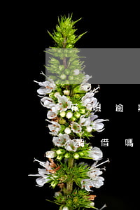 花唄逾期備用金還能借嗎(花唄逾期備用金還能借嗎)