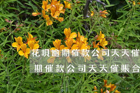 花唄逾期催款公司天天催賬合法嗎-花唄逾期催款公司天天催賬合法嗎是真的嗎
