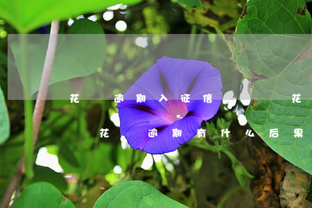 花唄逾期入征信記錄嗎(花唄逾期多久上征信嗎?花唄逾期有什么后果)