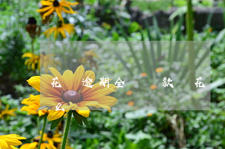 花唄逾期 全額還款嗎(花唄逾期 全額還款嗎怎么還)