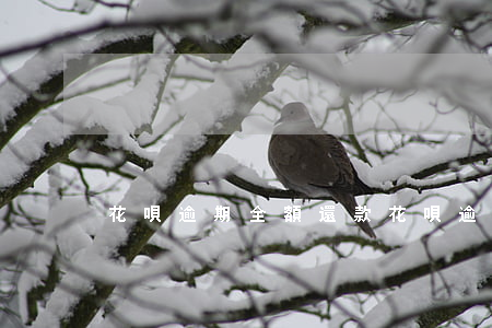 花唄逾期 全額還款(花唄逾期 全額還款怎么辦)