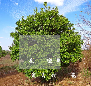 花唄逾期兩個(gè)月不肯協(xié)商(支付寶花唄逾期協(xié)商成功)