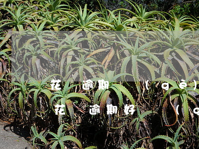 花唄逾期兩個(gè)月多久恢復(fù)(花唄逾期好幾個(gè)月還完了什么時(shí)候恢復(fù)正常)