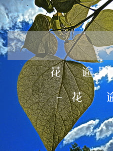 花唄逾期兩個(gè)月已還款還能分期嗎-花唄逾期兩個(gè)月已還款還能分期嗎