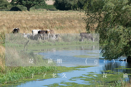 花唄逾期兩個(gè)月還完關(guān)了多久開啟-花唄逾期兩個(gè)月還完關(guān)了多久開啟額度
