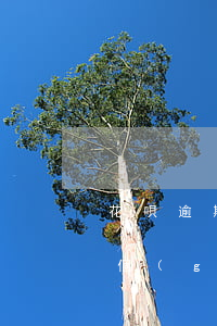 花唄逾期兩個(gè)月還能用(花唄逾期2個(gè)月后還款后還能使用嗎?)