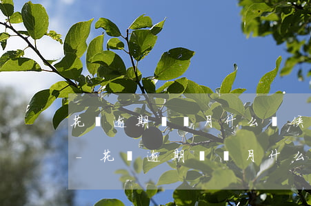 花唄逾期兩個月什么時候可以恢復(fù)-花唄逾期兩個月什么時候可以恢復(fù)正常