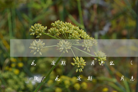 花唄逾期兩個月怎么協(xié)商分期還款-花唄逾期兩個月怎么協(xié)商分期還款的