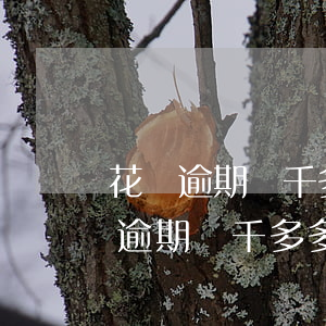 花唄逾期兩千多多久可以恢復(fù)(花唄逾期兩千多多久可以恢復(fù)正常使用)