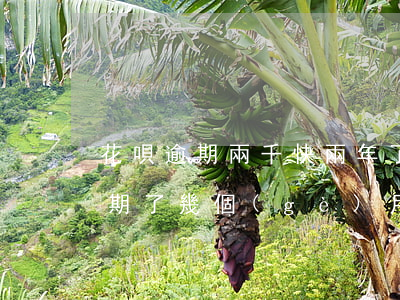 花唄逾期兩千快兩年了(花唄逾期兩千塊錢 逾期了幾個(gè)月了會怎么樣)