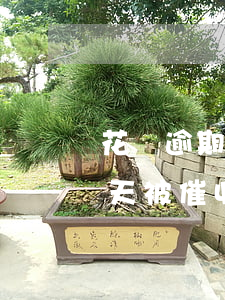 花唄逾期兩天什么都被殺(支付寶花唄逾期幾天被催收)