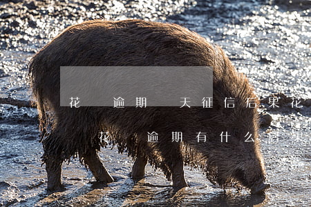 花唄逾期兩天征信后果(花唄逾期五天上征信嗎?花唄逾期有什么后果)