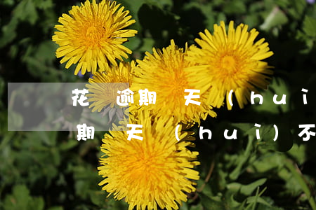 花唄逾期兩天會(huì)不讓用嗎(花唄逾期兩天會(huì)不讓用嗎)