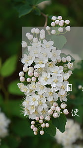 花唄逾期兩天會停用么(花唄逾期五天了被暫停使用要多久才能恢復)