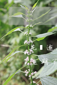 花唄逾期兩天能漲額度嗎(花唄逾期了怎么辦逾期了還能提升額度嗎)