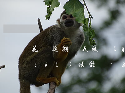 花唄逾期兩天被關(guān)還了啥時(shí)候能開-花唄逾期兩天被關(guān)還了啥時(shí)候能開征信