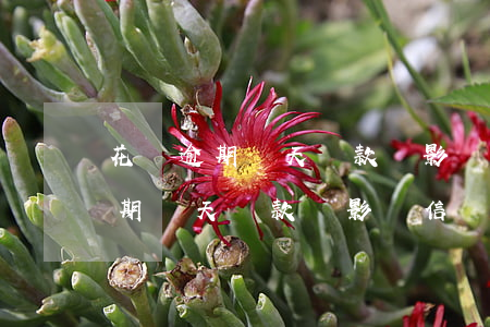 花唄逾期兩天還款會影響信譽度嗎-花唄逾期兩天還款會影響信譽度嗎