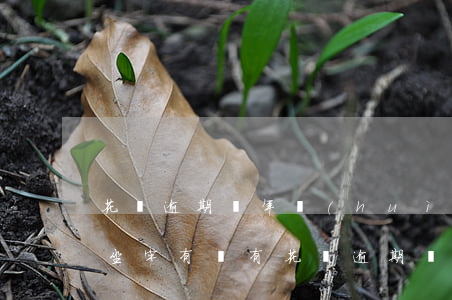 花唄逾期兩年會(huì)不會(huì)坐牢(有沒有花唄逾期兩年已經(jīng)還了,有影響嗎)