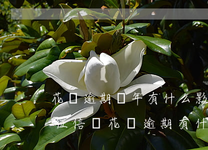 花唄逾期兩年有什么影響(花唄逾期兩個月上征信嗎?花唄逾期有什么后果)