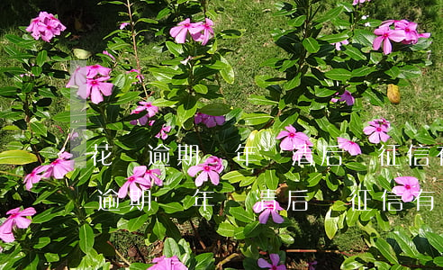 花唄逾期兩年還清后對征信有影響嗎-花唄逾期兩年還清后對征信有影響嗎知乎