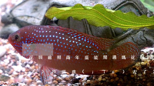 花唄逾期兩年還能開通嗎(花唄逾期兩個(gè)月還進(jìn)去了為什么不能再用了)