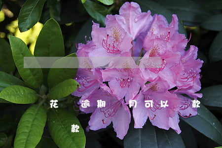 花唄逾期兩月可以貸款嗎(花唄逾期兩月可以貸款嗎)