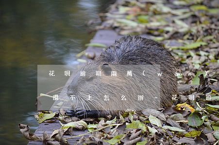 花唄逾期兩萬(wàn)多暫時(shí)還不上怎么辦-花唄逾期兩萬(wàn)多暫時(shí)還不上怎么辦呢