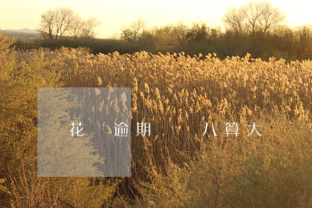 花唄逾期兩萬八算大額嗎(借唄逾期兩萬算多嗎)