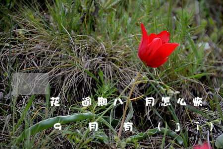 花唄逾期八個月怎么恢復(fù)(花唄逾期9個月還有機(jī)會恢復(fù)正常嗎)