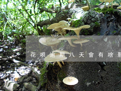 花唄逾期八天會有啥影響(借唄逾期8天的后果)