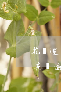 花唄逾期八天還款后為什么不能正常使用-花唄逾期八天還款后為什么不能正常使用了