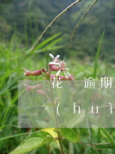 花唄逾期六個(gè)月會(huì)不會(huì)凍結(jié)賬戶-