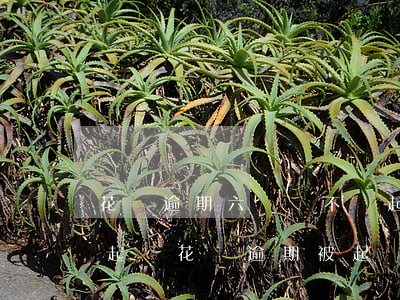 花唄逾期六個會不會起訴(花唄逾期多久會被起訴?花唄逾期被起訴)