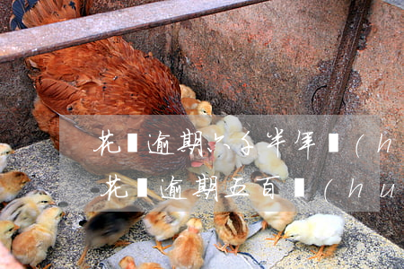 花唄逾期六千半年會(huì)怎樣(支付寶花唄逾期五百會(huì)怎么樣)
