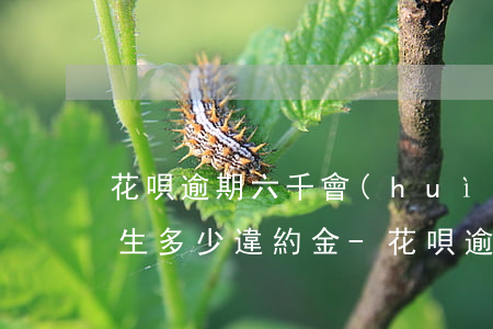 花唄逾期六千會(huì)產(chǎn)生多少違約金-花唄逾期六千會(huì)產(chǎn)生多少違約金呢
