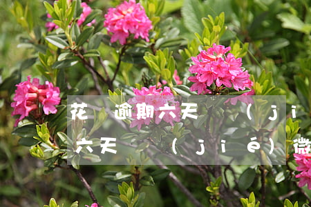 花唄逾期六天凍結(jié)微信(花唄逾期六天凍結(jié)微信怎么辦)