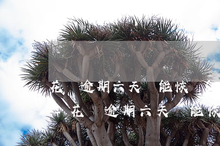花唄逾期六天還能恢復(fù)芝麻信用嗎-花唄逾期六天還能恢復(fù)芝麻信用嗎