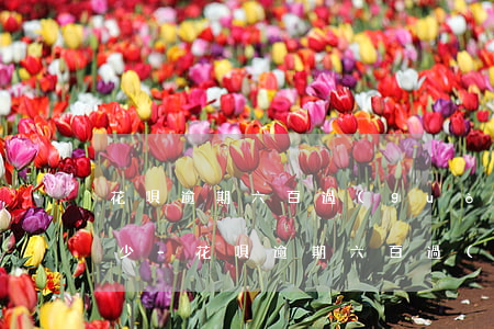 花唄逾期六百過(guò)了半年大概還多少-花唄逾期六百過(guò)了半年大概還多少錢