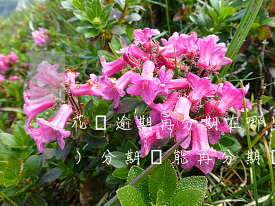 花唄逾期再分期在哪里(花唄已經(jīng)分期還能再分期嗎)