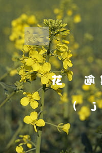 花唄逾期凍結(jié)變灰色(花唄逾期凍結(jié)變灰色)