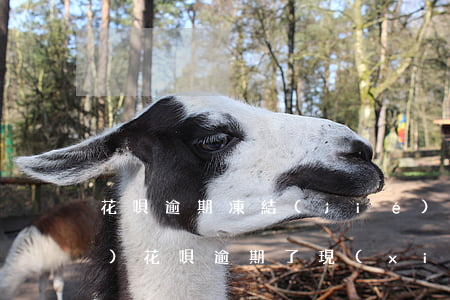 花唄逾期凍結(jié)還清又恢復(fù)(花唄逾期了,現(xiàn)在還了, 顯示異常凍結(jié)了)