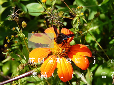 花唄逾期凍結(jié)頁面提示(花唄永久凍結(jié)會有提示么)
