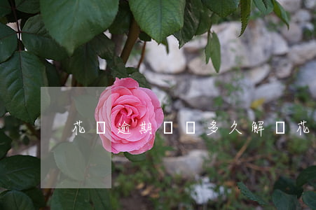 花唄逾期凍結多久解凍(花唄凍結了多久解凍)