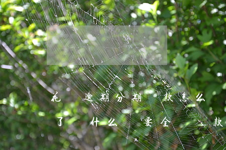 花唄逾期分期還款怎么辦(螞蟻花唄分期逾期了為什么還要全額還款)