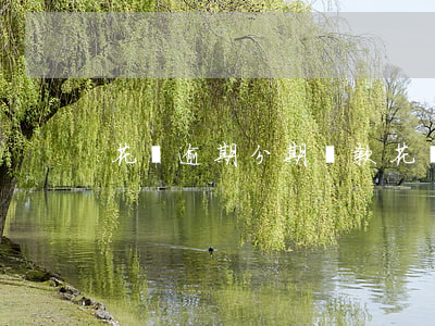 花唄 逾期 分期還款(花唄 逾期 分期還款怎么還)