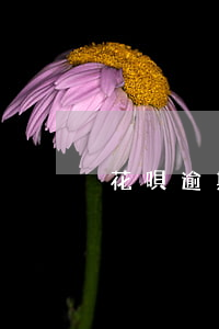 花唄逾期分期還能不能不算利息-