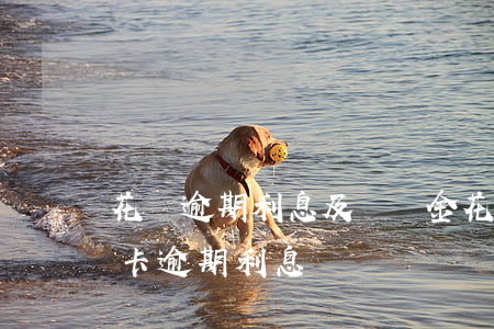 花唄逾期利息及違約金(花唄逾期利息和信用卡逾期利息)